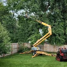 Tree and Shrub Care in Wilmington, DE