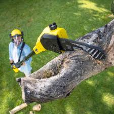 Best Storm Damage Tree Cleanup  in Wilmington, DE