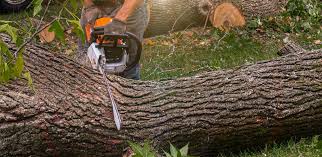 Best Tree Mulching  in Wilmington, DE