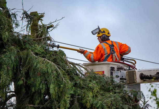 Best Tree Health Inspection  in Wilmington, DE