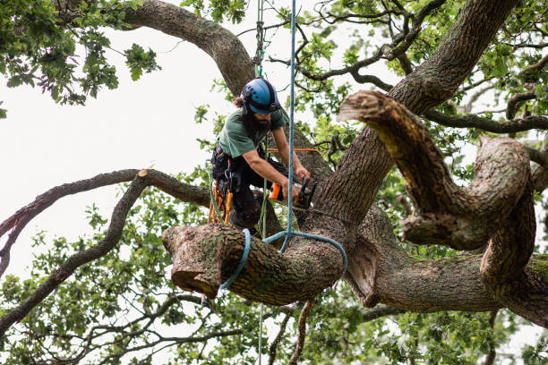 Best Tree Maintenance Programs  in Wilmington, DE