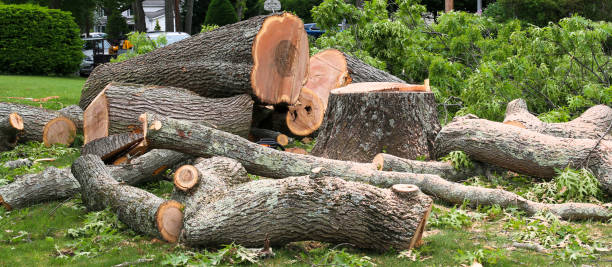 Best Fruit Tree Pruning  in Wilmington, DE