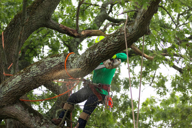 Mulching Services in Wilmington, DE