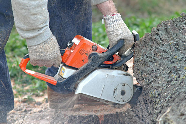 How Our Tree Care Process Works  in  Wilmington, DE