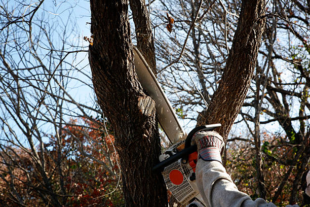 Best Soil Testing and Treatment  in Wilmington, DE