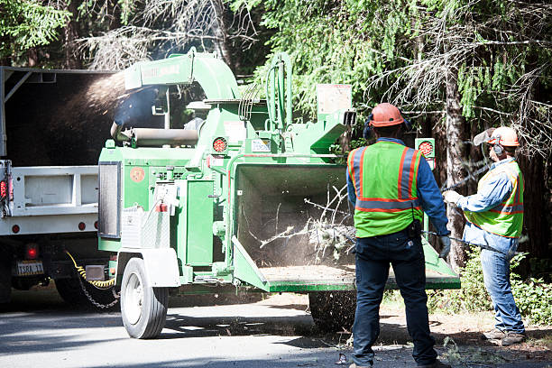 Best Tree Trimming and Pruning  in Wilmington, DE
