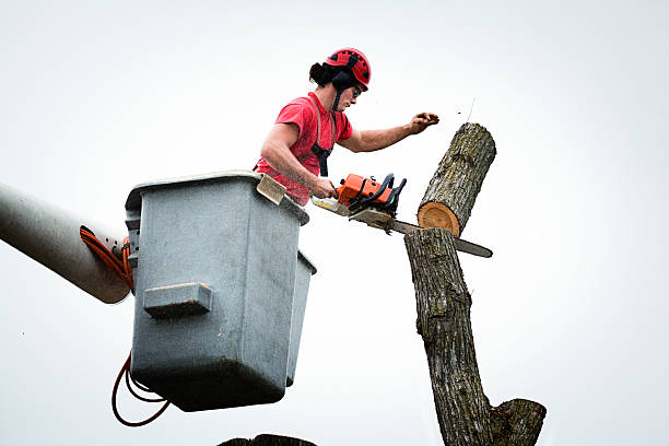 Best Tree Disease Treatment  in Wilmington, DE