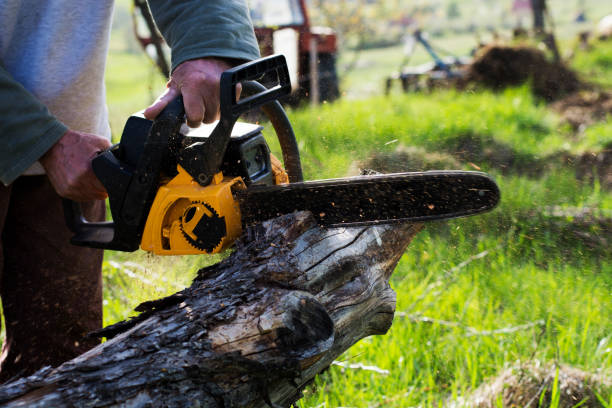 Best Firewood Processing and Delivery  in Wilmington, DE
