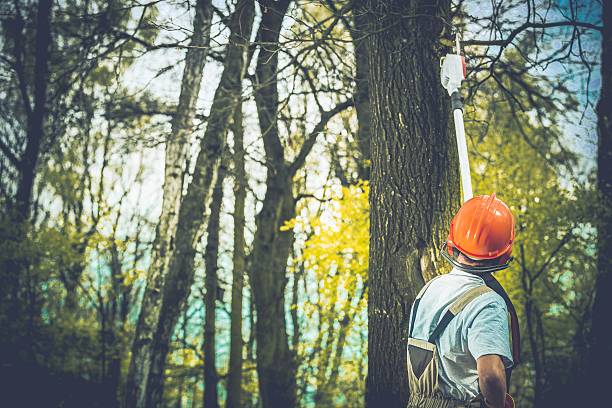 Reliable Wilmington, DE Tree Care Solutions